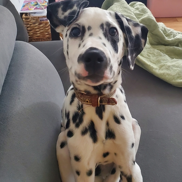 Meet Max! - Picture 5 of 14